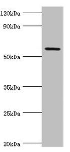 GRB7 Antibody