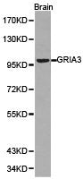 GRIA3 Antibody