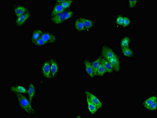 GRIN1 Antibody