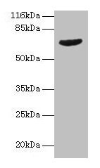 GRK4 Antibody