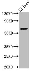 GRK5 Antibody
