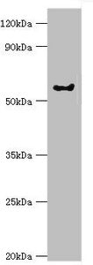 GRK6 Antibody