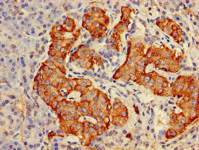 GRP Antibody