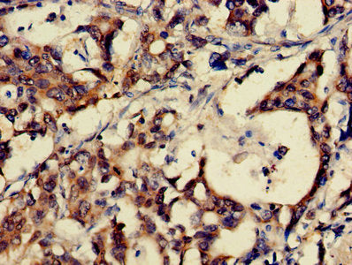 GRP Antibody