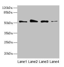 GSDMD Antibody