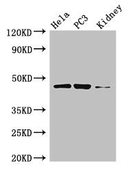 GSK3B Antibody