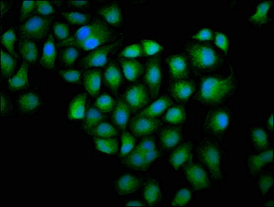GSN Antibody