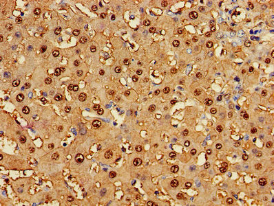 GSTA1 Antibody