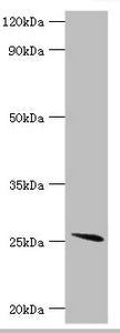 GSTA2 Antibody