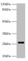 GSTA4 Antibody