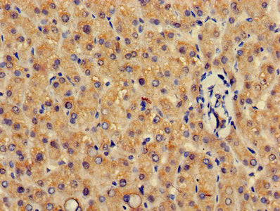 GSTA4 Antibody