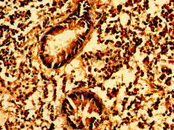 GSX1 Antibody