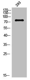 Phospho-MAPT (S356) Antibody