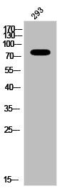 Phospho-MAPT (T181) Antibody