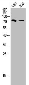 Phospho-MAPT (T205) Antibody