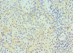 GZMA Antibody