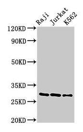 Gzma Antibody