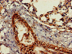 GZMK Antibody