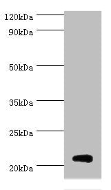 H1F0 Antibody
