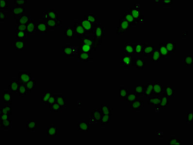 Mono-methyl-H1F0 (K81) Antibody