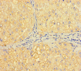 H2AFB1 Antibody