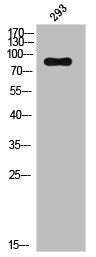 Phospho-TFRC (S24) Antibody