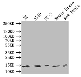 H2AFJ Antibody