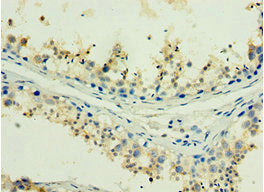 H2AFX Antibody