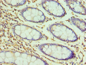 H2AFZ Antibody