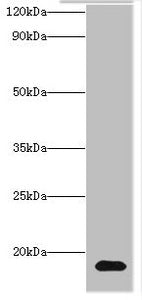 H3F3A Antibody