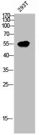 MDM4 Antibody