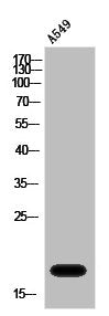 MECOM Antibody
