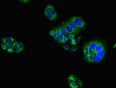 HAVCR2 Antibody