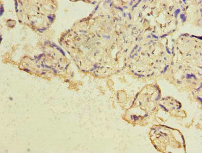 HBE1 Antibody
