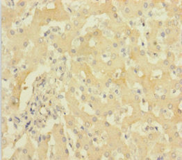 HBG1 Antibody