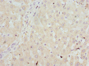 HBZ Antibody