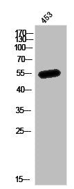 MEF2A Antibody