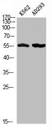 Phospho-MEF2D (S444) Antibody