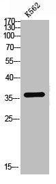 MEIS1 Antibody