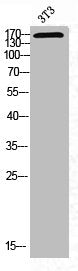 Phospho-MAP3K1 (T1402) Antibody