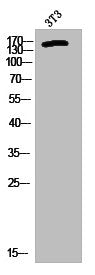 Phospho-MET (Y1356) Antibody