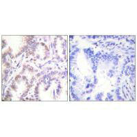 CDK7 Antibody