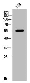 MMP8 Antibody