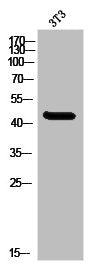 MNDA Antibody