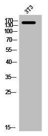 MRC1 Antibody