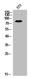 Phospho-MRE11A (S264) Antibody