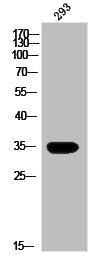 OR13G1 Antibody