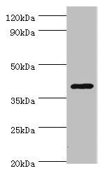 HDAC11 Antibody