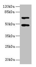 HDAC3 Antibody