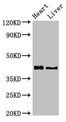 HDAC8 Antibody